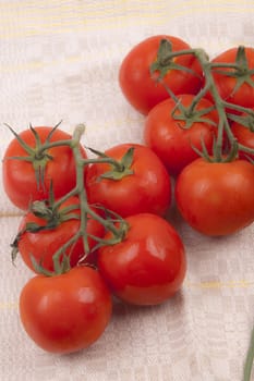 Red tomatoes on a branch on a white background