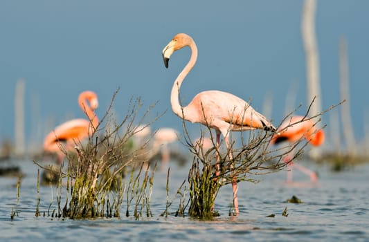 The pink Caribbean flamingo ( Phoenicopterus ruber ruber ) goes on water. In blue twilight the pink flamingo goes on a swamp.