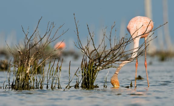 The pink Caribbean flamingo ( Phoenicopterus ruber ruber ) feeding on water. In blue twilight the pink flamingo feeding on a swamp.