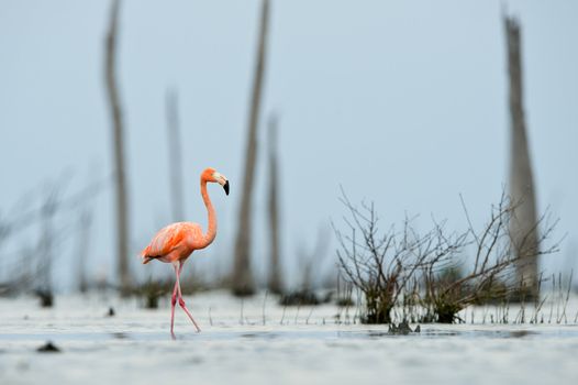 The pink Caribbean flamingo ( Phoenicopterus ruber ruber ) goes on water. In blue twilight the pink flamingo goes on a swamp.