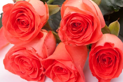 Bouquet of red roses on a light background