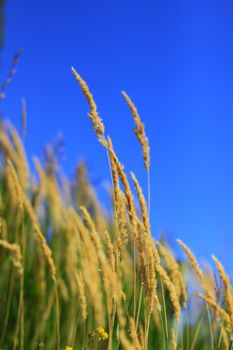 Ears of grass against a blue sky