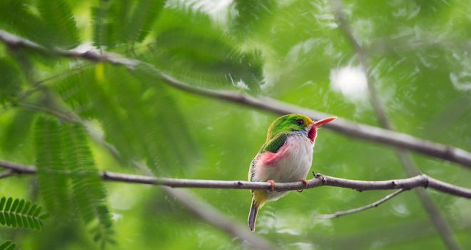 CUBAN TODY (Todus multicolor) endemic species perched on branch. Green Background. Republic of Cuba in March.