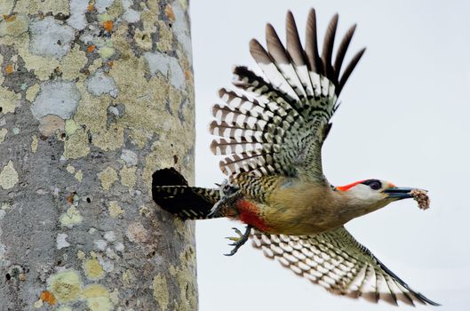 Flying off from a hollow nest a West Indian Woodpecker (Melanerpes superciliaris).  