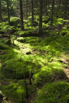 The primeval forest with mossed ground