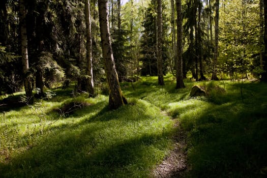 The primeval forest with grass on ground