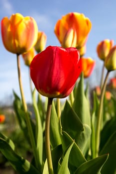 tulips against the blue sky