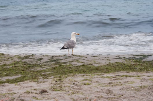 Seagull looks at the sea photography