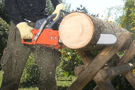 The chainsaw cutting the log of wood