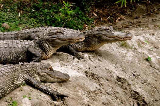 Alligator Group