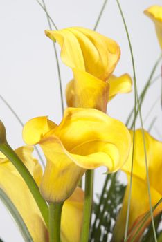 The bunch of Callas on white background