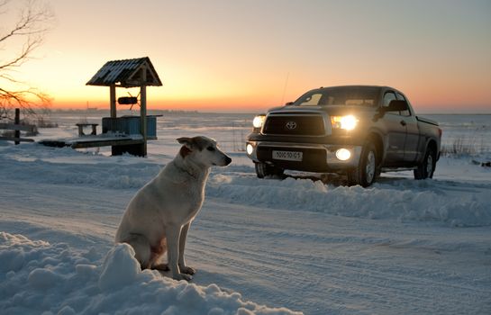 The dog waits at road. The dog waits at snow-covered road near to a well and truck.