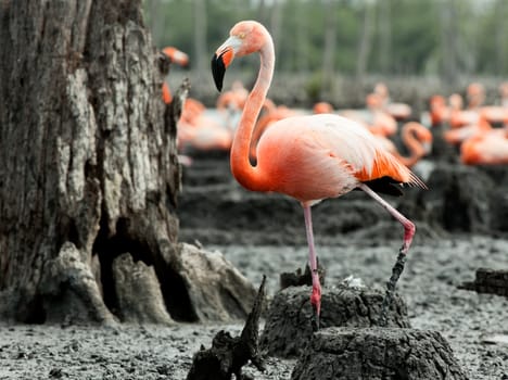 Colony of Great Flamingo the on nests. Rio Maximo, Camaguey, Cuba. 