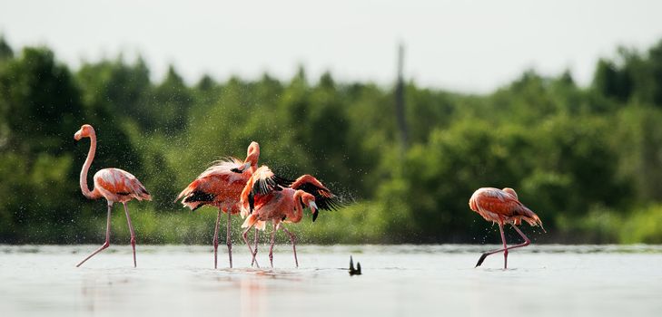 CARIBBEAN FLAMINGO (Phoenicopterus ruber) bathing.