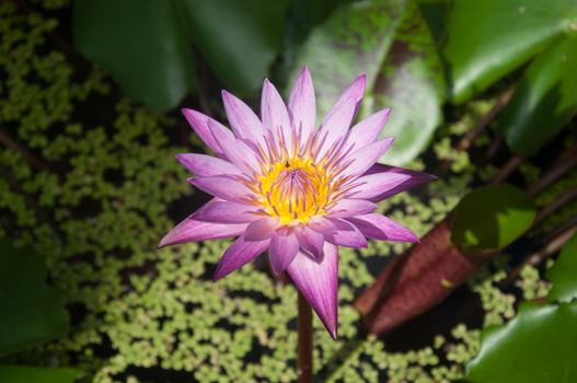 lotus flower blossom - water lilly