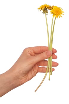 a few yellow dandelions in the woman's hand