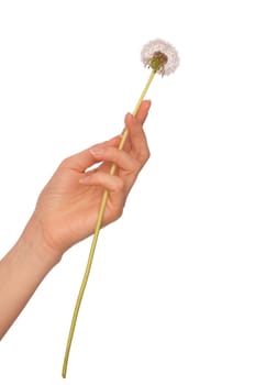 Woman holding a blowball in the hand