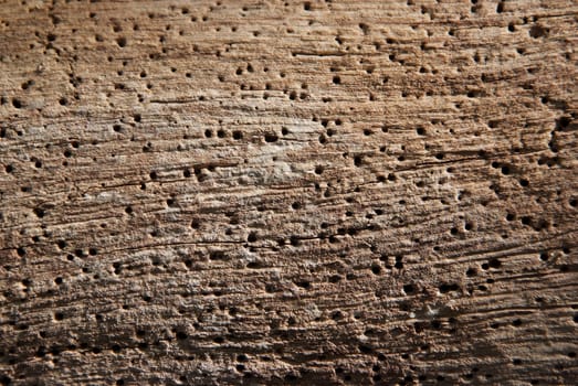 The rough surface of the old bark.
