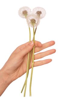Woman holding fluffy blowballs in the hand
