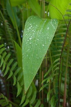 water drop on green leaf in garden