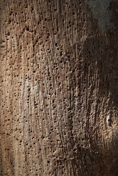 The rough surface of the old bark.
