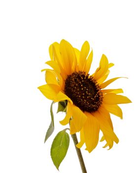 Beautiful Sunflower side view isolated on white background 