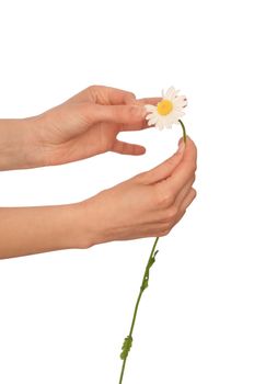 the girl help wondering about love on the petals of flower's daisy