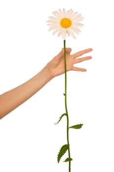 woman holding big white daisy in the hand