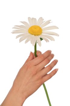 woman holding big white daisy in the hand