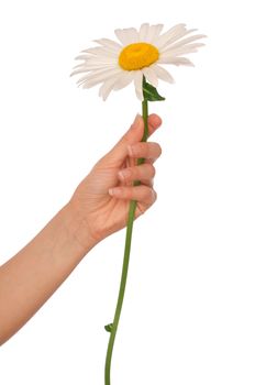 woman holding big white daisy in the hand