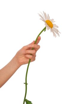 woman holding big white daisy in the hand