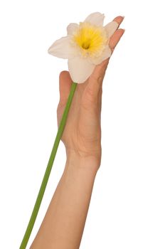 woman holding white narcissus in the hand