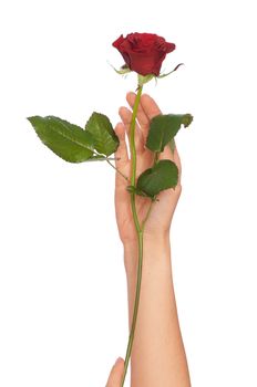 woman holding red rose in the hands as a gift