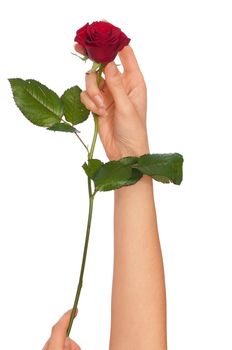 woman holding red rose in the hands as a gift