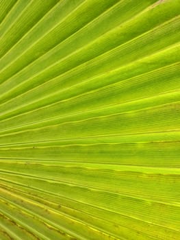green palm tree leaf as a background