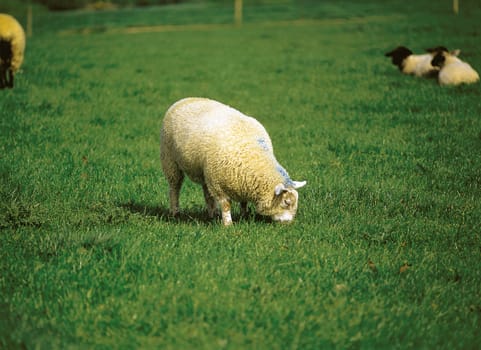 The rams is grazed on a green meadow