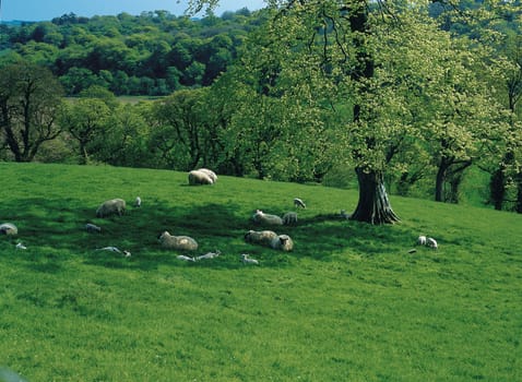 The rams is grazed on a green meadow