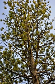 Tree with needles