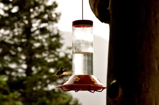 Hummingbird winged flight