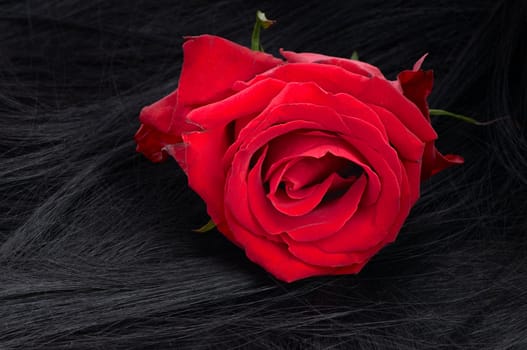 big red rose on long black hair