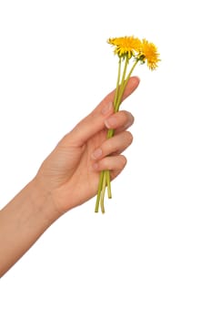 a few yellow dandelions in the woman's hand