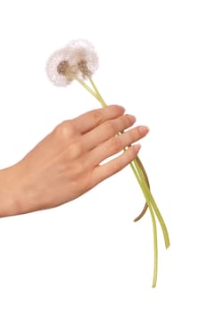 Woman holding fluffy blowball in the hand