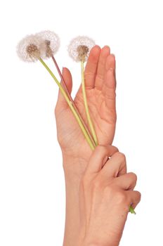 Woman holding fluffy blowball in the hand