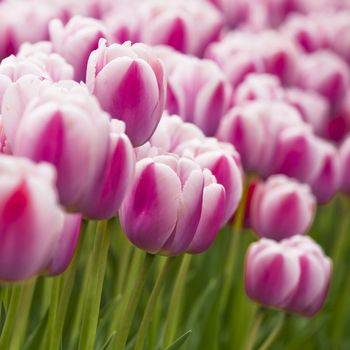 Picture of beautiful pink tulips on shallow deep of field