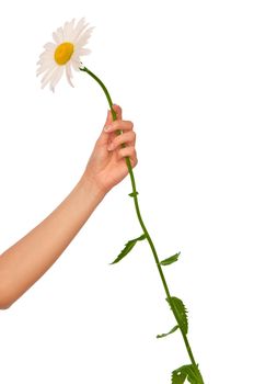 woman holding white daisy in the hand