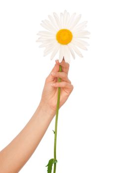 woman holding white daisy in the hand