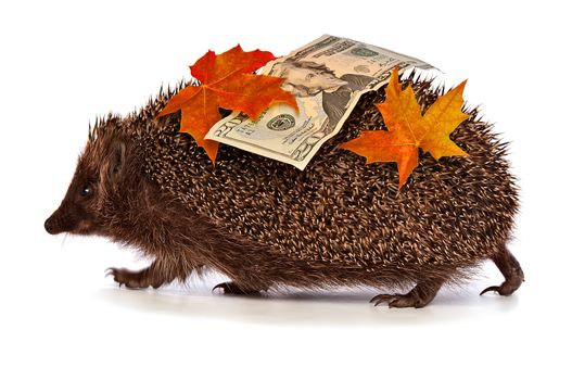 The hedgehog in motion hastens home from the bank carrying twenty percent dollar profit