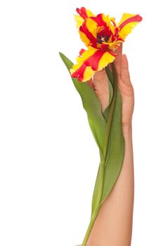 woman holding colored tulip in the hand