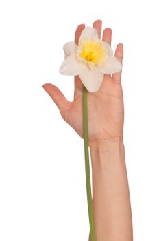 woman holding white Narcissus in the hand