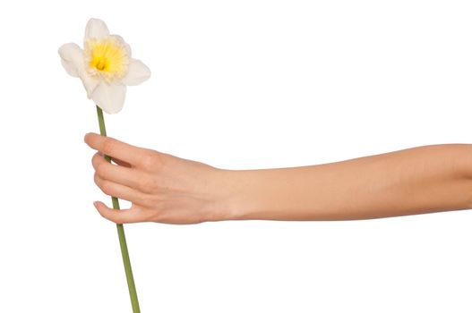 woman holding white narcissus in the hand